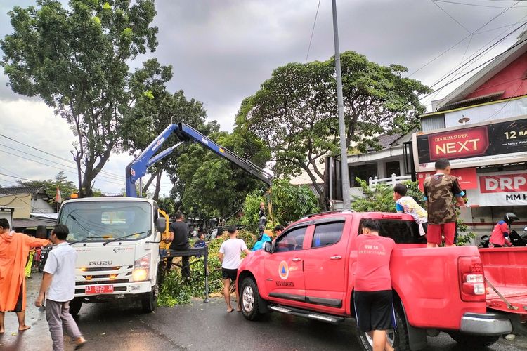 Satu pohon beringin tumbang dan menimpan pikap, saat hujan disertai angin kecang melanda di Kota Solo, Jawa Tengah.Tumbangnya pohon terjadi sekitar pukul 16.00 WIB, salah hujan deras dan angin kencang melanda kota Solo selama dua jam lamanya.