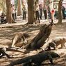 Taman Nasional Tanggung Biaya Pengobatan Balita yang Digigit Komodo