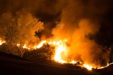 Kebakaran Hutan di Selandia Baru, 1.000 Orang Mengungsi