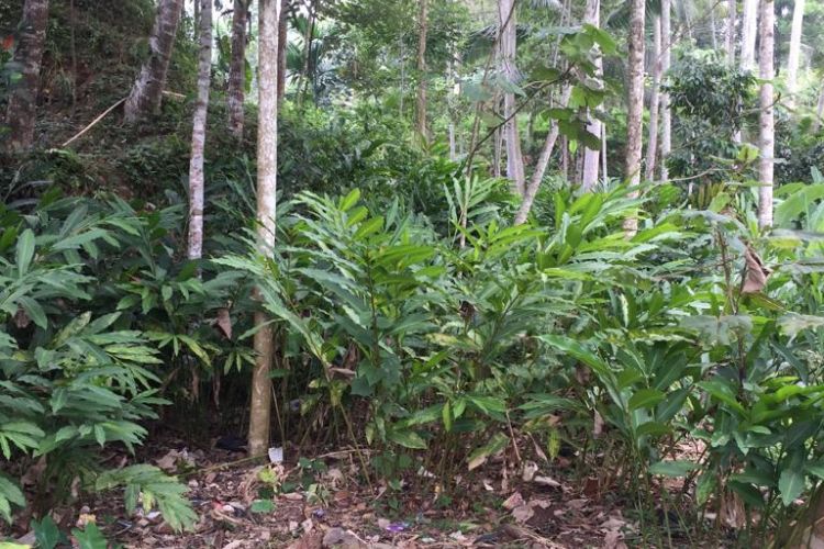 Tanaman kapulaga di Kabupaten Garut, Jawa Barat. 