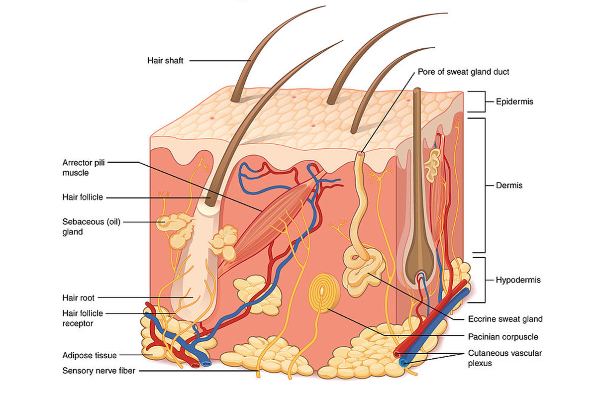 Lapisan kulit terdiri dari tiga lapisan: epidermis, dermis, dan hipodermis. Hipodermis adalah lapisan kulit paling dalam yang berperan untuk menyimpan lemak.