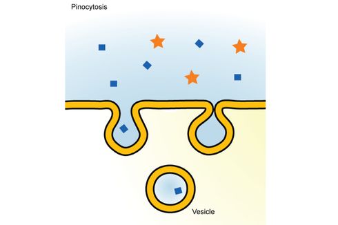 Apa yang Dimaksud dengan Pinositosis?