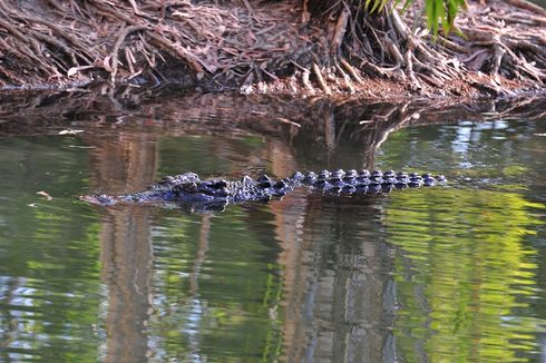 Kota Kecil di Australia Ini Gelar Pemakaman untuk Seekor Buaya