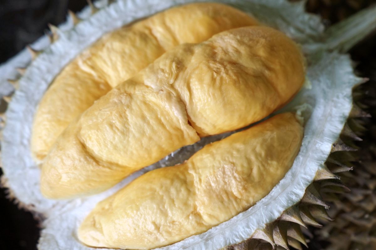 Ilustrasi buah durian bawor. 