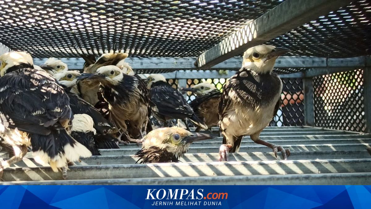 3.394 Burung Asal Vietnam Diselundupkan ke Sidoarjo, 2 WNA Jadi Tersangka