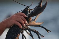 Sekelompok Biksu Beli Ratusan Kilogram Lobster untuk Dilepaskan ke Laut