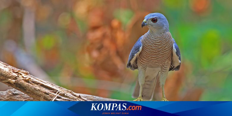 Berita Harian Burung Raptor Bermigrasi Ke Indonesia Terbaru Hari Ini ...