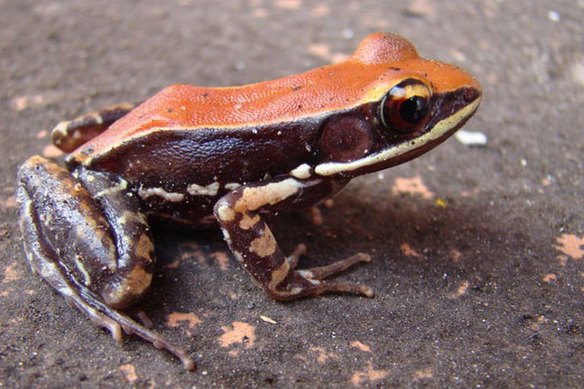 Katak Hydrophylax bahuvistara yang memproduksi urumin.