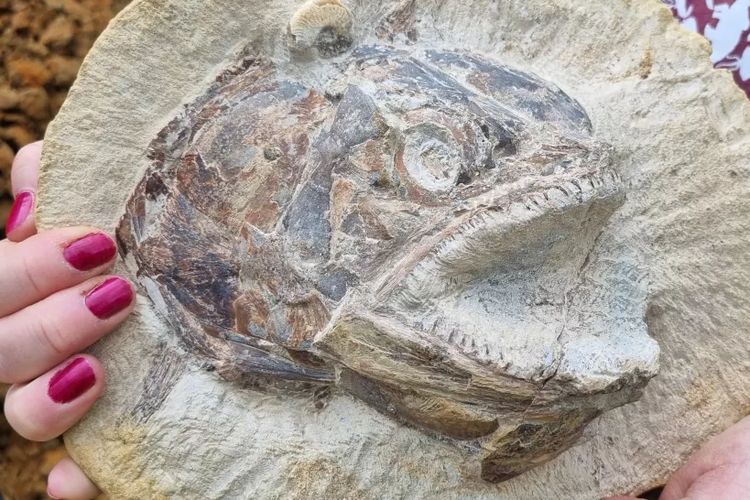 Fosil 3D ikan Jurassic yang dikenal sebagai Pachycormus, adalah salah satu di antara lebih dari 180 fosil yang ditemukan di peternakan Inggris.