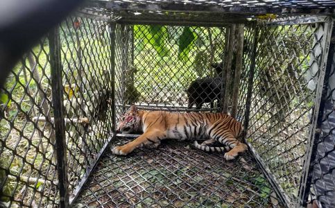 Sumatran Tiger Captured in Indonesia after Second Human Attack