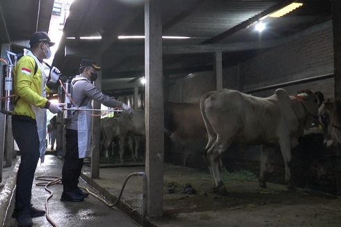 24.722 Ekor Sapi dan 75.042 Ekor Kambing di Kendal Diklaim Bebas PMK