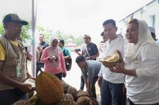 Mbak Ita Kenalkan Durian Malika dan Kholil Berusia 250 Tahun