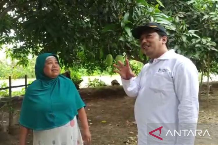 Pembudidaya mangga Dalban Daram asal Desa Pantai Bahagia Nenah (sebelah kiri) menanam mangga Dalban Daram di pekarangan rumahnya di Kabupaten Bekasi. 