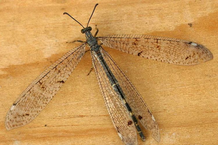 Undur-undur (antlion) memiliki antena lebih panjang dan menggembung di ujung.