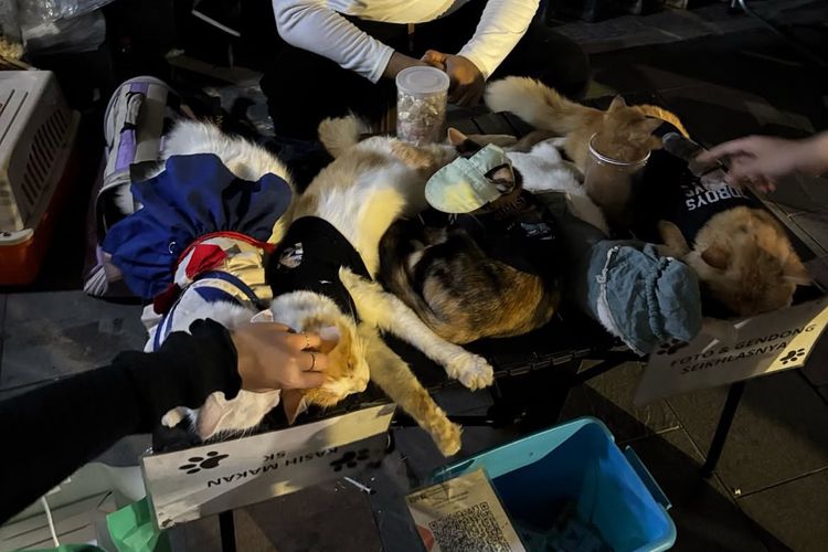 Viral Kucing Berkostum 