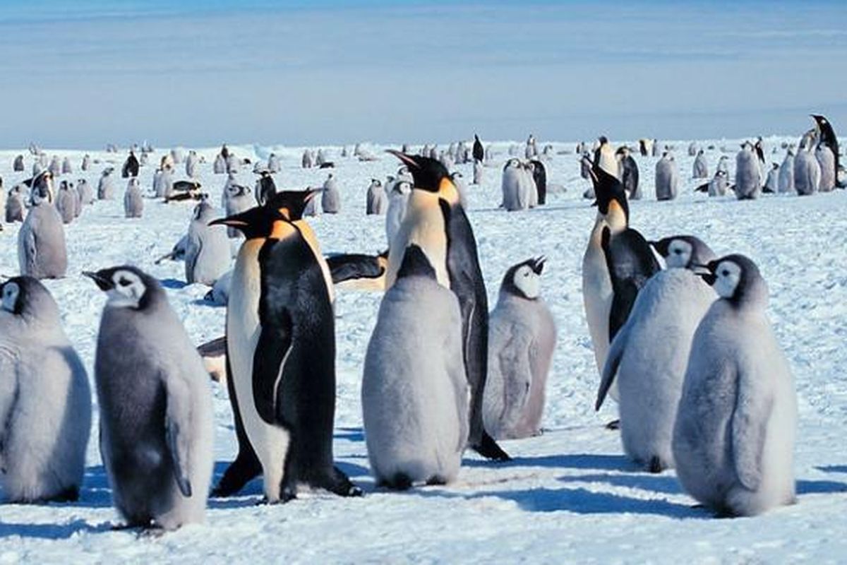 Penguin Kaisar (Aptenodytes forsteri)