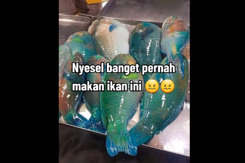 Ikan Kakatua Diimbau Tak Dimakan karena Berisiko, Apa Akibatnya?