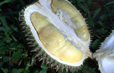 Durian abah anton malang