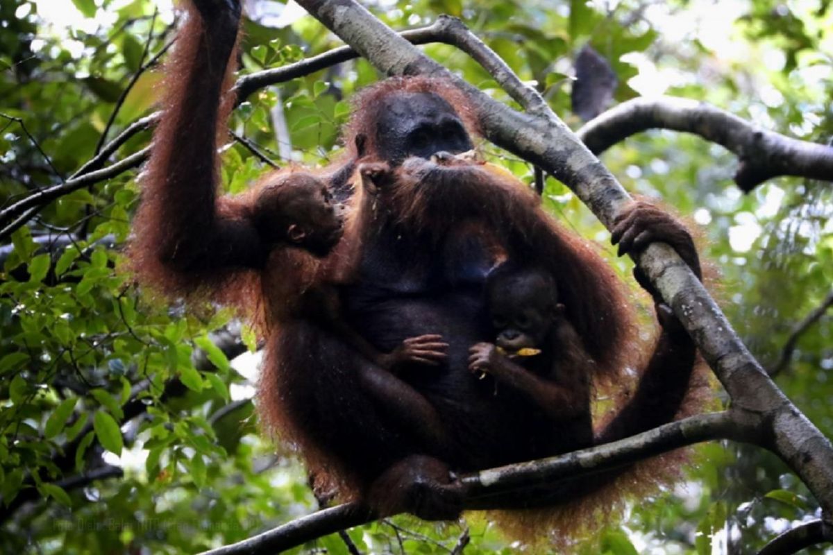 Linda, satu individu orangutan betina dan dua bayi kembarnya tertangkap kamera petugas di kawasan Taman Nasional Tanjung Puting, Kalimantan Tengah, Sabtu (18/7/2020). Potensi kelahiran kembar orangutan Kalimantan hanya 1,2 persen.   
