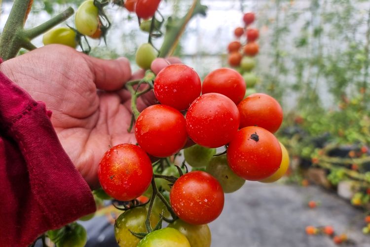 Cherry tomatoes at Sukuh Gesang Ecofarm