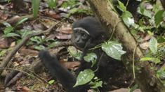 Ungko hingga Binturong Dilepaskan Kembali ke Habitatnya di Taman Nasional Zamrud Riau