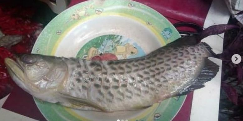 Ikan arwana harga Rp 2 juta digoreng ayah tanpa izin