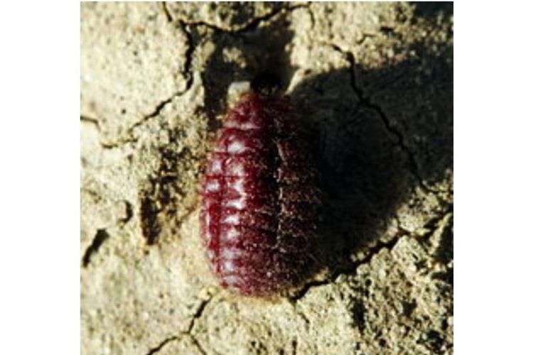 Pewarna alami makanan karmin berwarna merah yang terbuat dari kutu daun. 