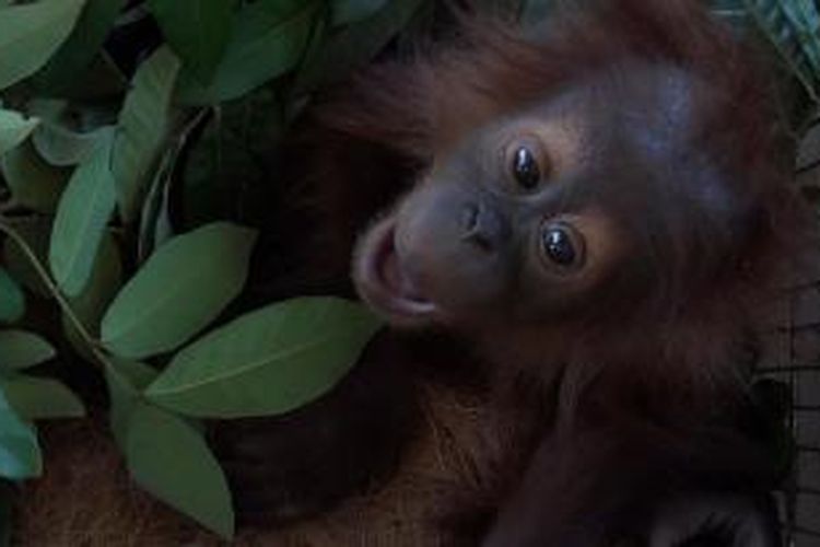 Satu dari 3 bayi orangutan yang berhasil diselamatkan oleh Tim BKSDA Aceh dan Polda Aceh serta Lembaga COP dan OIC dari prkatik perdagangan ilegal hewan dilindungi. Ketiga orangutan dan beberapa jenis satwa dilindungi lainnya diselamatkan pada Sabtu (1/8/2015), saat akan dijual ke Medan Sumatera Utara.*****K12-11