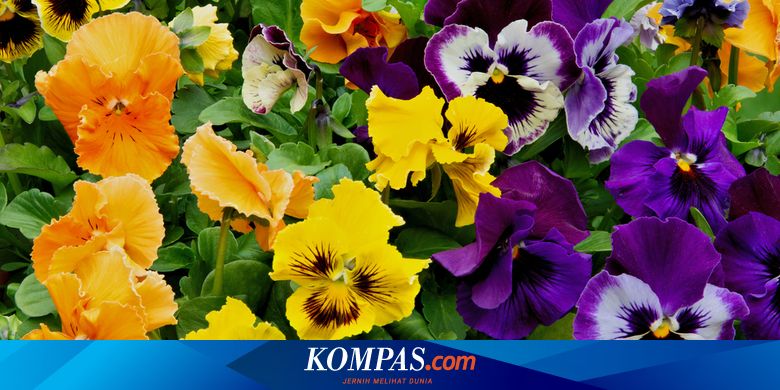 5 Tanaman Bunga yang Dapat Tumbuh Saat Cuaca Dingin