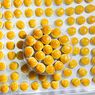 Nastar di Indonesia, gegara Nanas Berlimpah