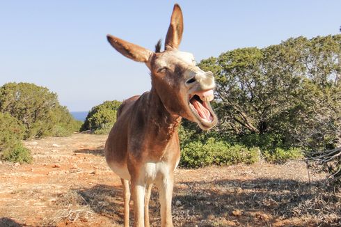 5 Fakta Keledai, Hewan dengan Suara Meringkik yang Unik