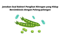 Jawaban Soal Bakteri Pengikat Nitrogen yang Hidup Bersimbiosis dengan Polong-polongan