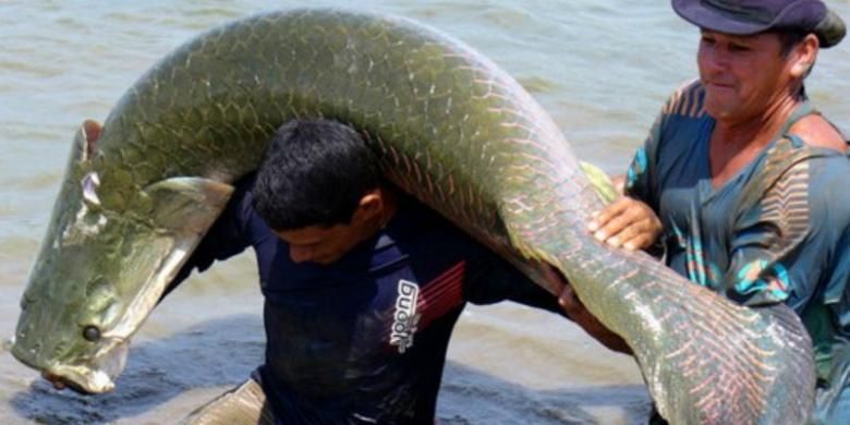 Ikan Arapaima dewasa bisa mencapai panjang tiga meter dengan bobot 180 kilogram.