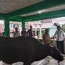 Jokowi Berikan 2 Ekor Sapi Kurban untuk Masyarakat Pulau Terdepan di Anambas