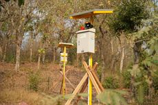 Sensor Gerak Amankan 4,5 Hektar Sawah dari Serangan Babi Hutan di Probolinggo