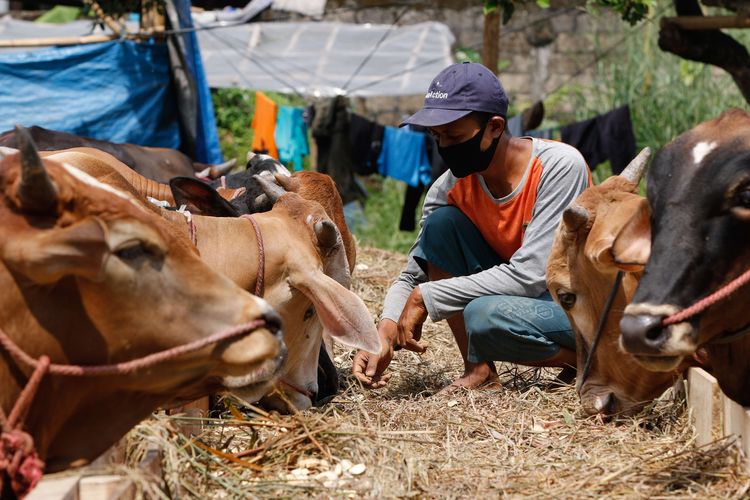 Suasana penjualan hewan kurban di Cilendek, Bogor, Kamis (9/7/2020). Mendekati Idul Adha permintaan hewan kurban meningkat. Harga domba dan sapi dijual dari harga Rp. 2,5 juta hingga Rp. 36 juta.