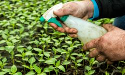 Cara Membuat Pestisida Nabati dari Daun Kenikir, Beluntas, dan Sirsak