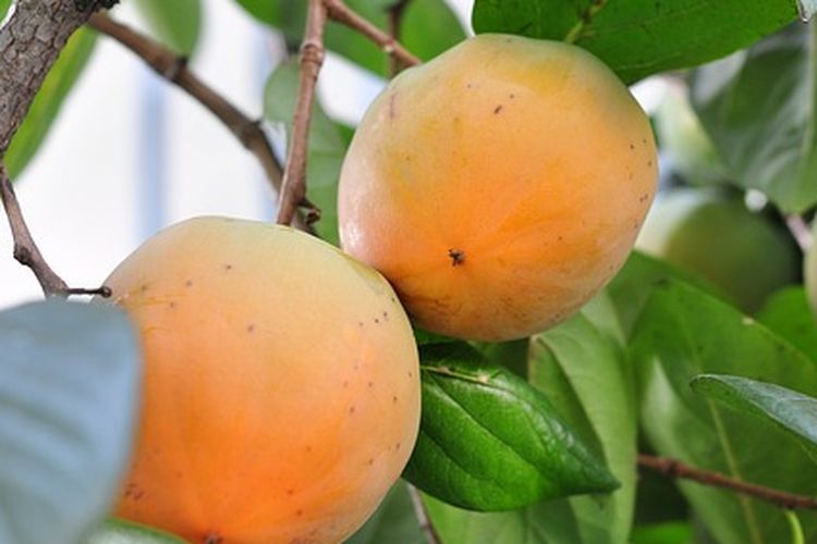 Buah kesemek di pohon