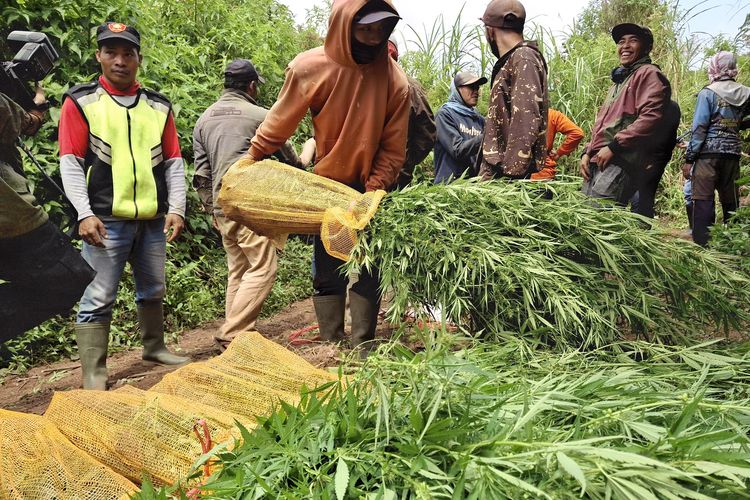 10 ribu pohon ganja diangkut keluar dari hutan TNBTS, Jumat (20/9/2024)