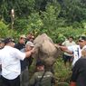 Awalnya Dikira Ingin Merusak, Gajah Ini Ternyata Minta Tolong Diobati