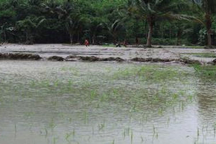 Ilustrasi: anak-anak bermain di pematang sawah di antara areal persawahan yang puso akibat banjir
