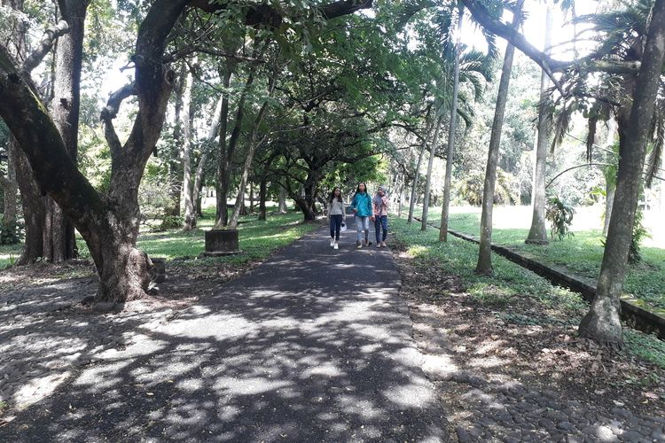 Pengunjung mengamati spesies tanaman juwet di Kebun Raya Purwodadi, Pasuruan, Jawa Timur, Minggu (2/2/2020).