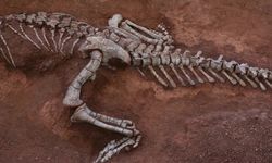 Xingxiulong yueorum, Dinosaurus dari Zaman Jurassic Ditemukan di China