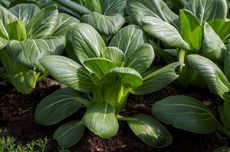 Cara Menanam Pakcoy di Kebun Belakang Rumah