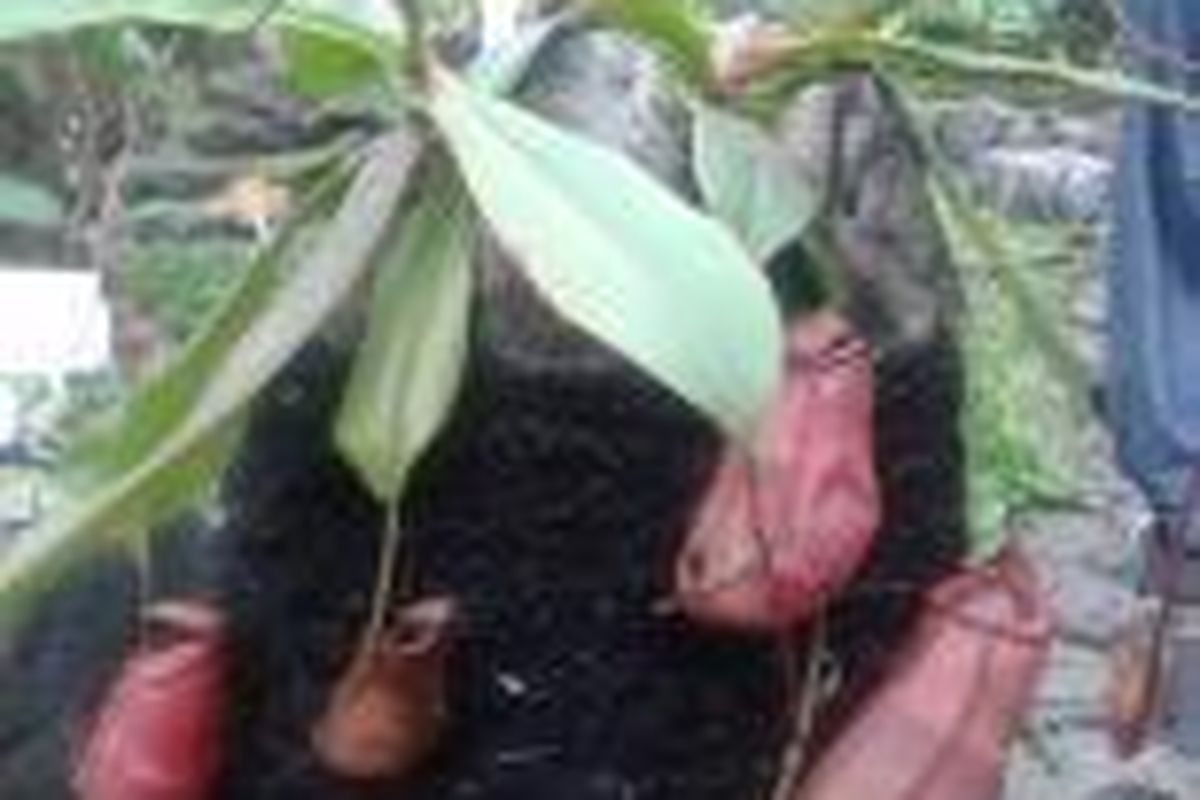 Kantung semar hibrida spesies Nephentes belii dan N. adrianii
