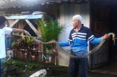 Warga Semarang Temukan Ular Piton 2,5 Meter di Atas Plafon Rumah