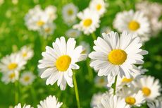 7 Jenis Bunga Daisy yang Dapat Ditanam di Halaman Rumah 