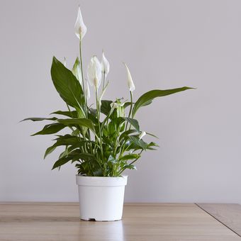 Ilustrasi peace lily.