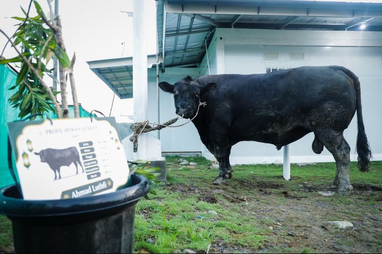Korban Tanah Gerak di Tegal Dapat Sapi Kurban 906 Kg, Gubernur: Tak Akan Ditelantarkan