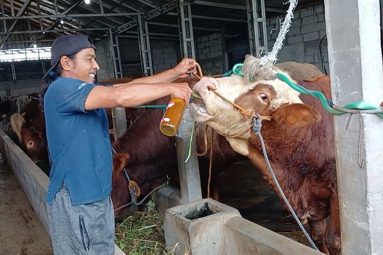 Jelang Idul Adha, Sapi Kurban di Masjid Agung Semarang Diberi Jamu Racikan